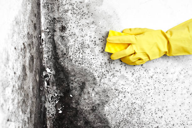 Best Local Mold Removal Service  in Ames, TX