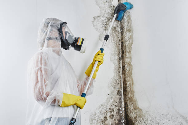 Best Mold Removal Near Me  in Ames, TX