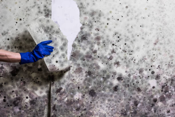 Best Home Mold Removal  in Ames, TX