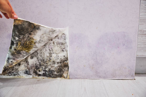 Best Toxic Mold Removal  in Ames, TX